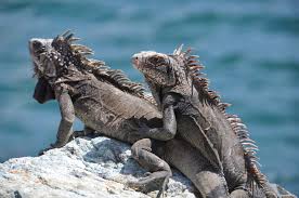 What I Learned about the Incredible Downsizing Marine Iguana